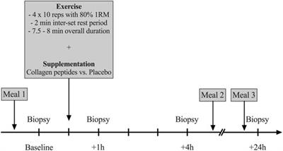 Supplementation of Specific Collagen Peptides Following High-Load Resistance Exercise Upregulates Gene Expression in Pathways Involved in Skeletal Muscle Signal Transduction